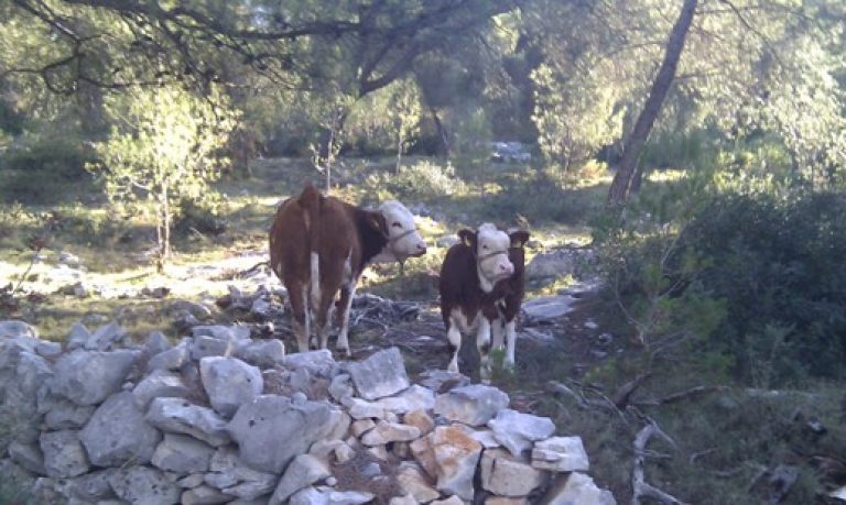 Quad safari Bol Gastro, Quad safari supetar Gastro, quad safari bol,